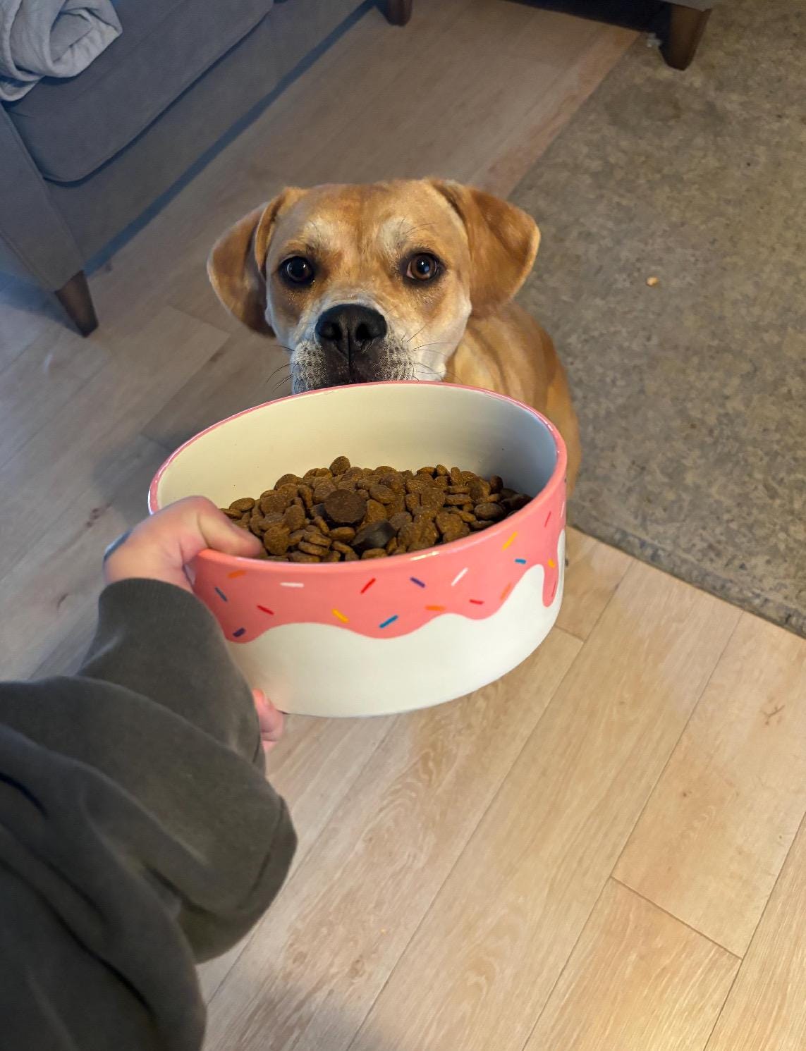 Hand-Painted Donut Dog Bowl with Sprinkles | Ceramic Food & Water Dish | Fun Pet Feeding Bowl