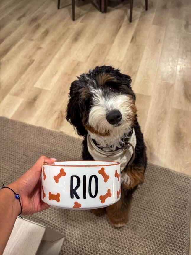 Custom Brown Dog Bone Bowl Set – Hand-Painted Ceramic Food & Water Dishes, Personalized Pet Gift for Dog Lovers