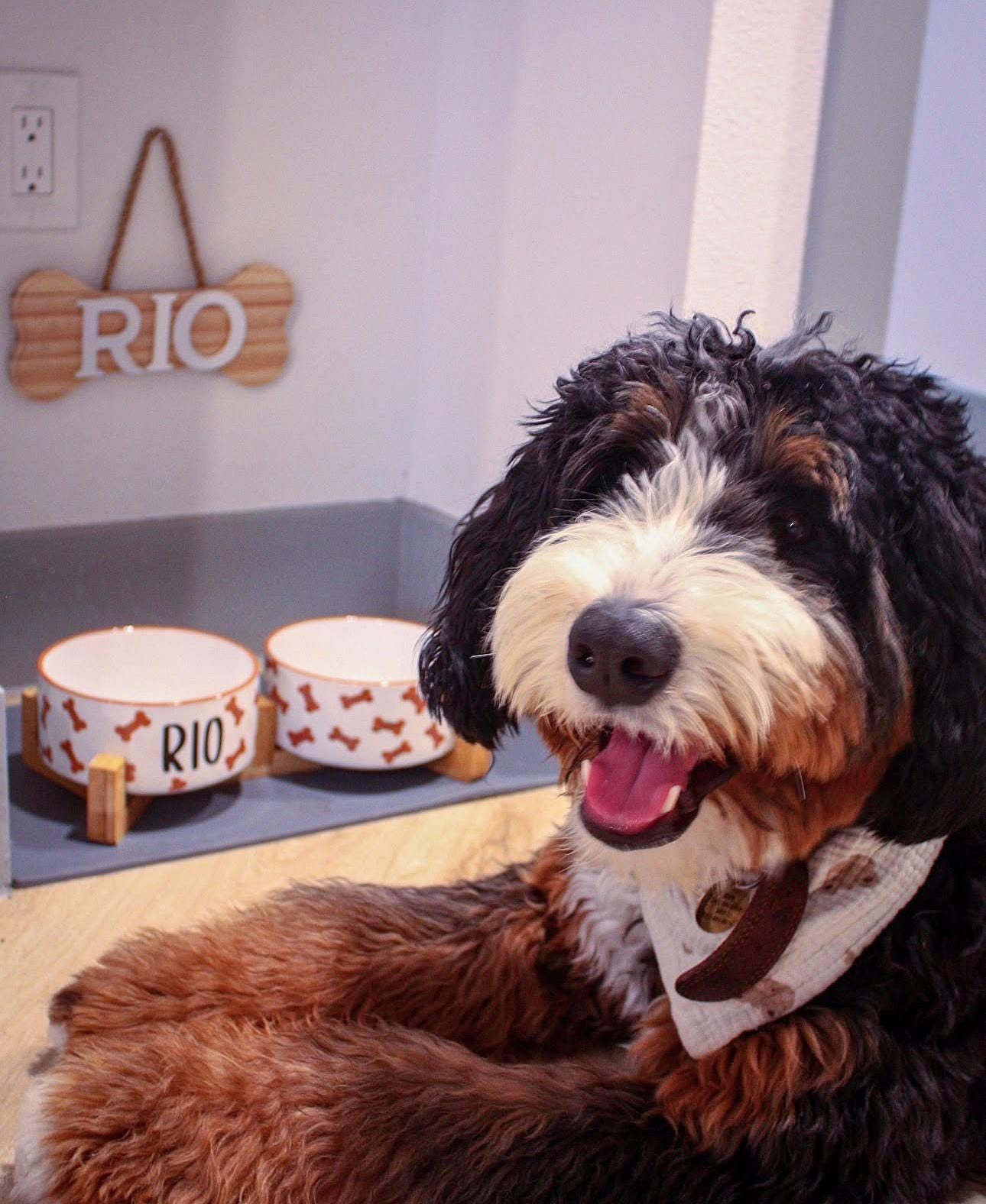 Custom Brown Dog Bone Bowl Set – Hand-Painted Ceramic Food & Water Dishes, Personalized Pet Gift for Dog Lovers