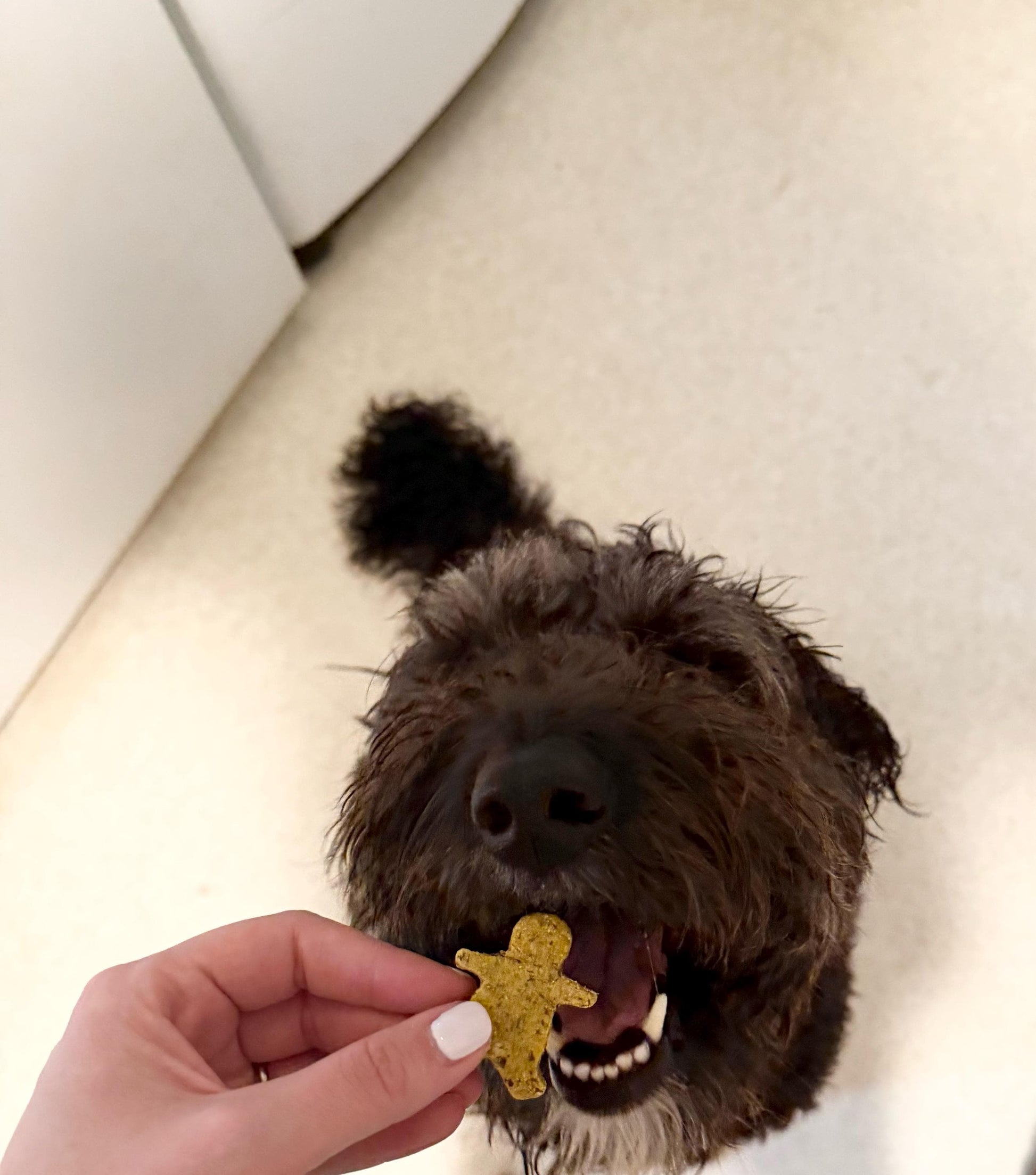 Gingerbread DIY Dog Biscuit Mix | TWO Bake Your Own Dog Cookies | Jar Mix Set of Two with Cookie Cutter | Holiday Dog Treat Gift