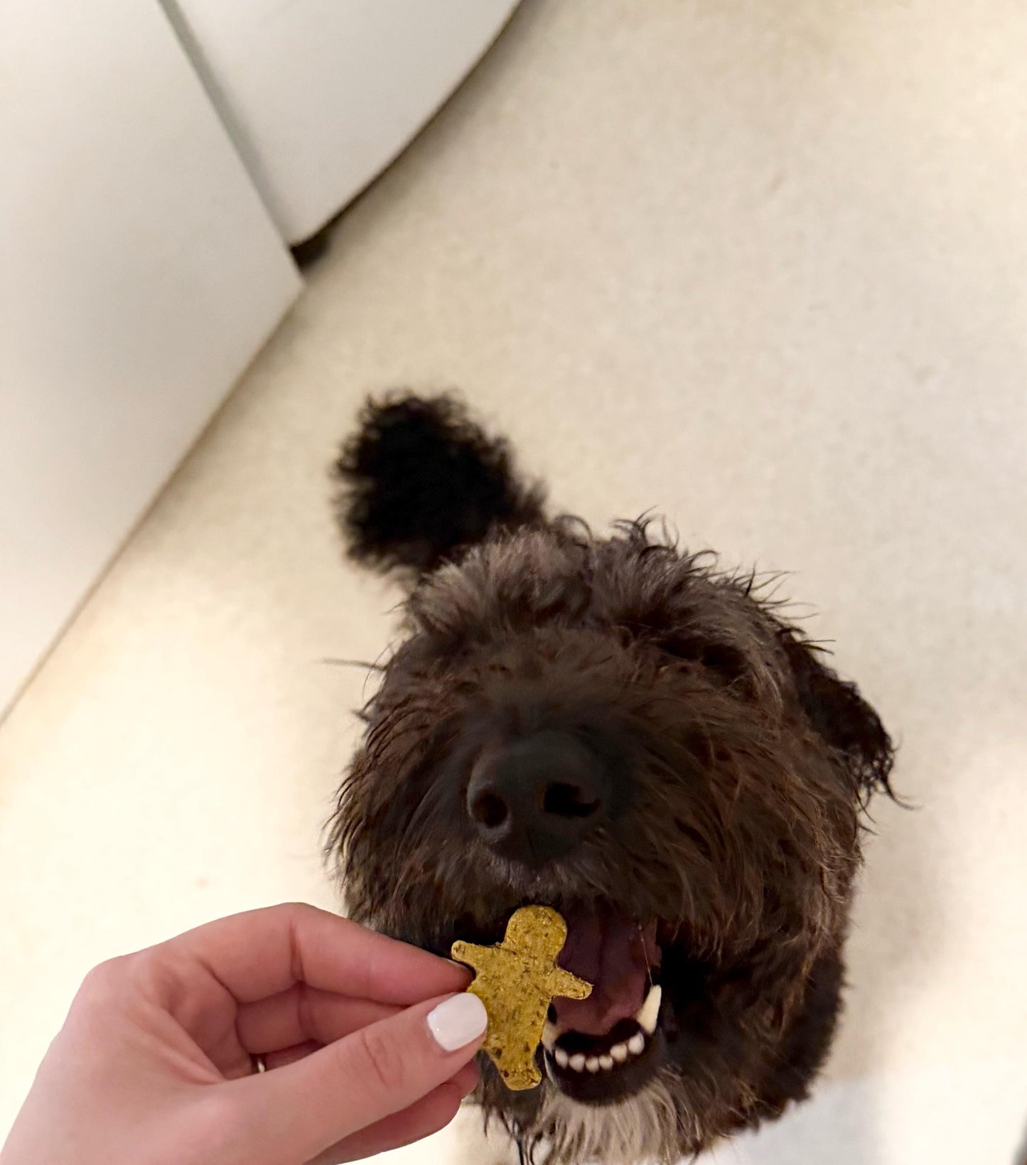 Gingerbread Dog Biscuit Mix | Three Bake Your Own Dog Cookie Jars | Organic Pet Treat Mix | Christmas Dog Gift